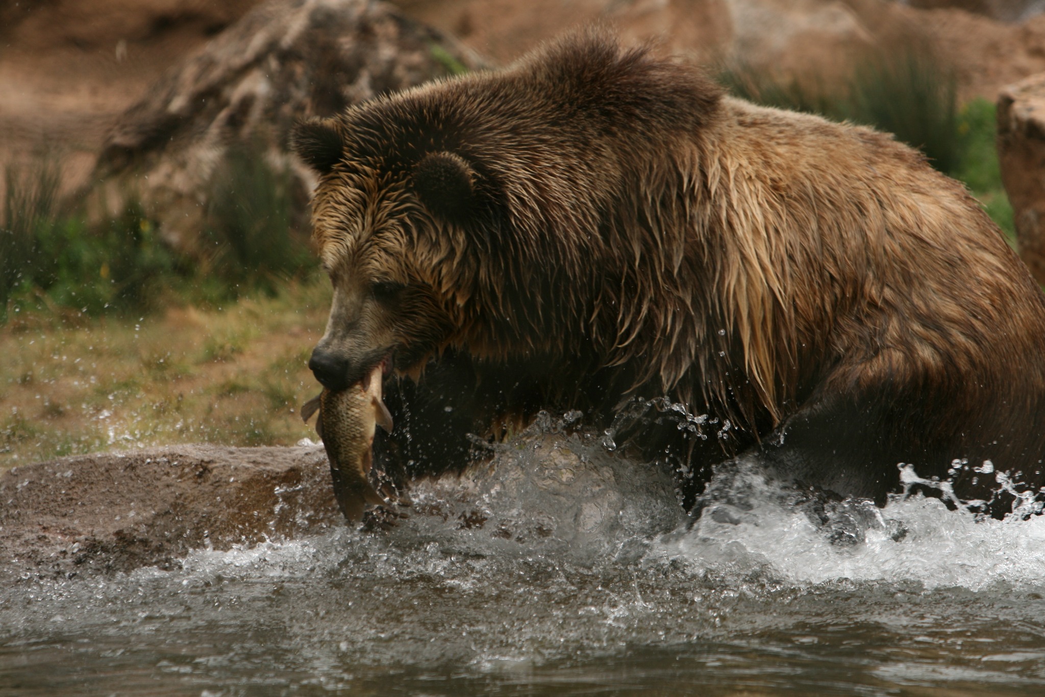 Brown bear catching a fish in rushing water, photographed by Derrick Davidson